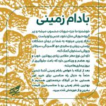 بادام زمینی ممتاز آستانه اشرفیه - Image 3
