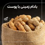 بادام زمینی ممتاز آستانه اشرفیه - Image 7