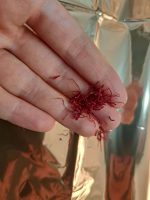 زعفرون نگین عرف کشاورز دشت بیاض یک مثقالی - Image 4